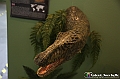 VBS_0913 - Dinosauri. Terra dei giganti